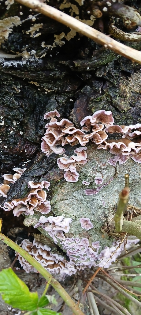 Chondrostereum purpureum · November 2025 · photo: © andrew2700 (iNaturalist, cc-by)