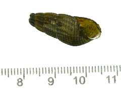 Semisulcospira coreana