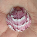 Argopecten Scallops - Photo (c) Susan J. Hewitt, some rights reserved (CC BY-NC)