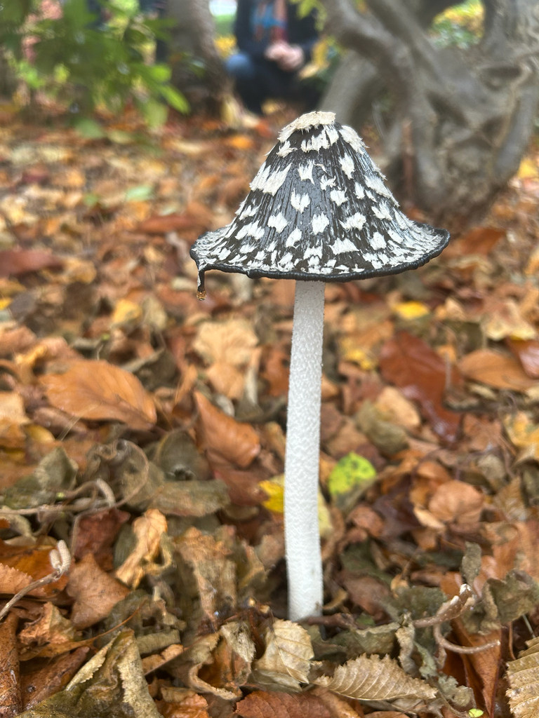 Coprinopsis picacea · November 2025 · photo: © anthony438 (iNaturalist, cc0)