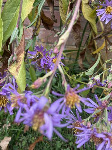 Unknown species found near Woodlea Rd, Salt Point, NY, US