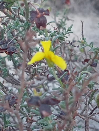 Fumana ericoides (Fumana ericoides)