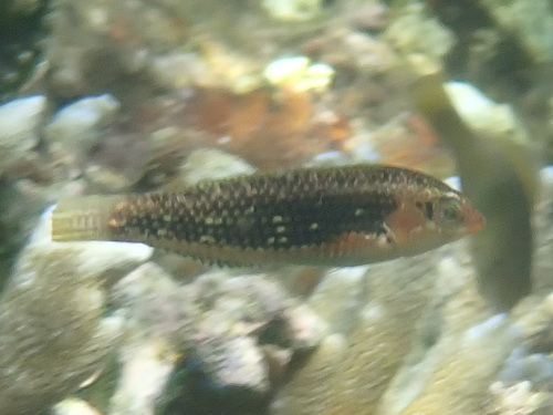 Cheekring wrasse (Halichoeres miniatus) — Labridae — 4