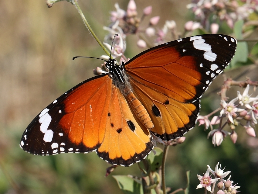 Plain Tiger Butterfly (Butterflies of Chhattisgarh) · iNaturalist