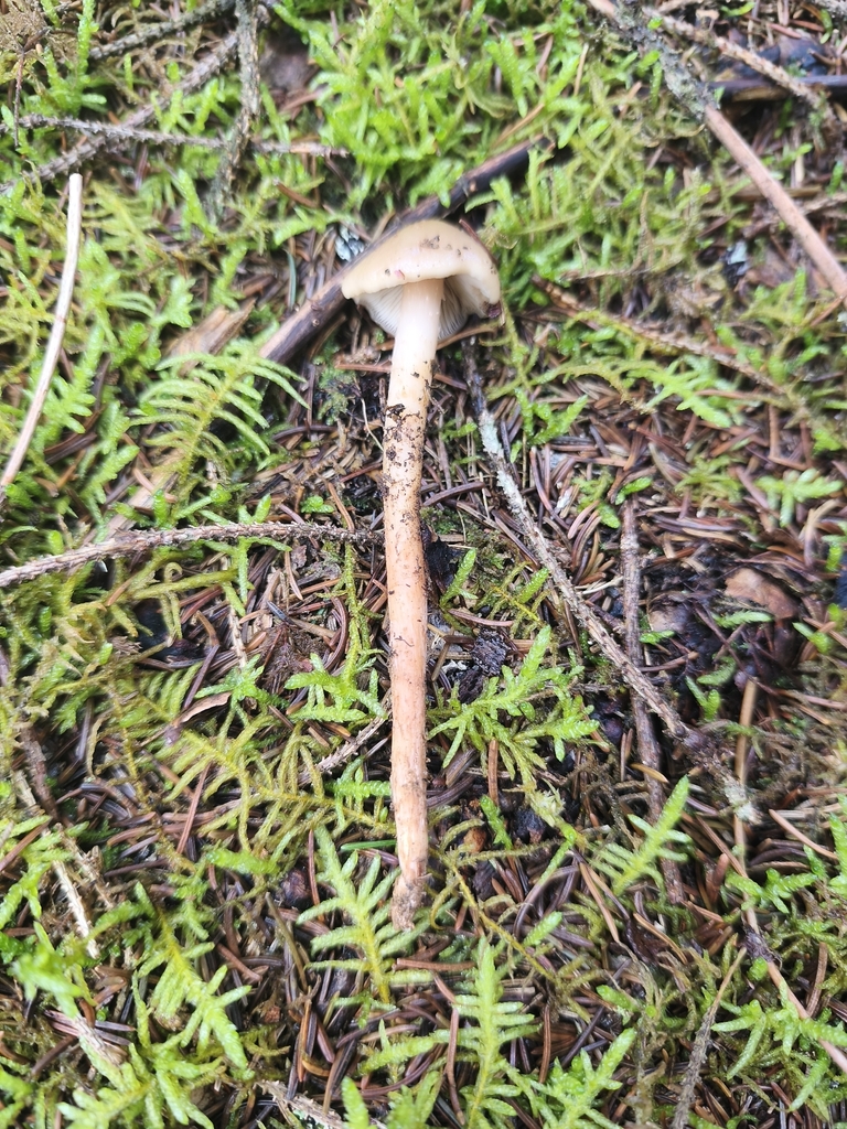 Phaeocollybia lugubris