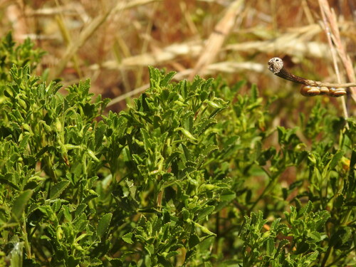 Ononis ramosissima
