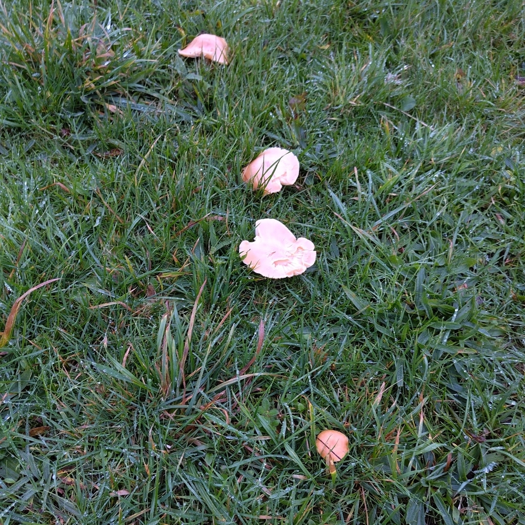 Cuphophyllus pratensis · November 2025 · photo: © stonescottages (iNaturalist, cc-by)