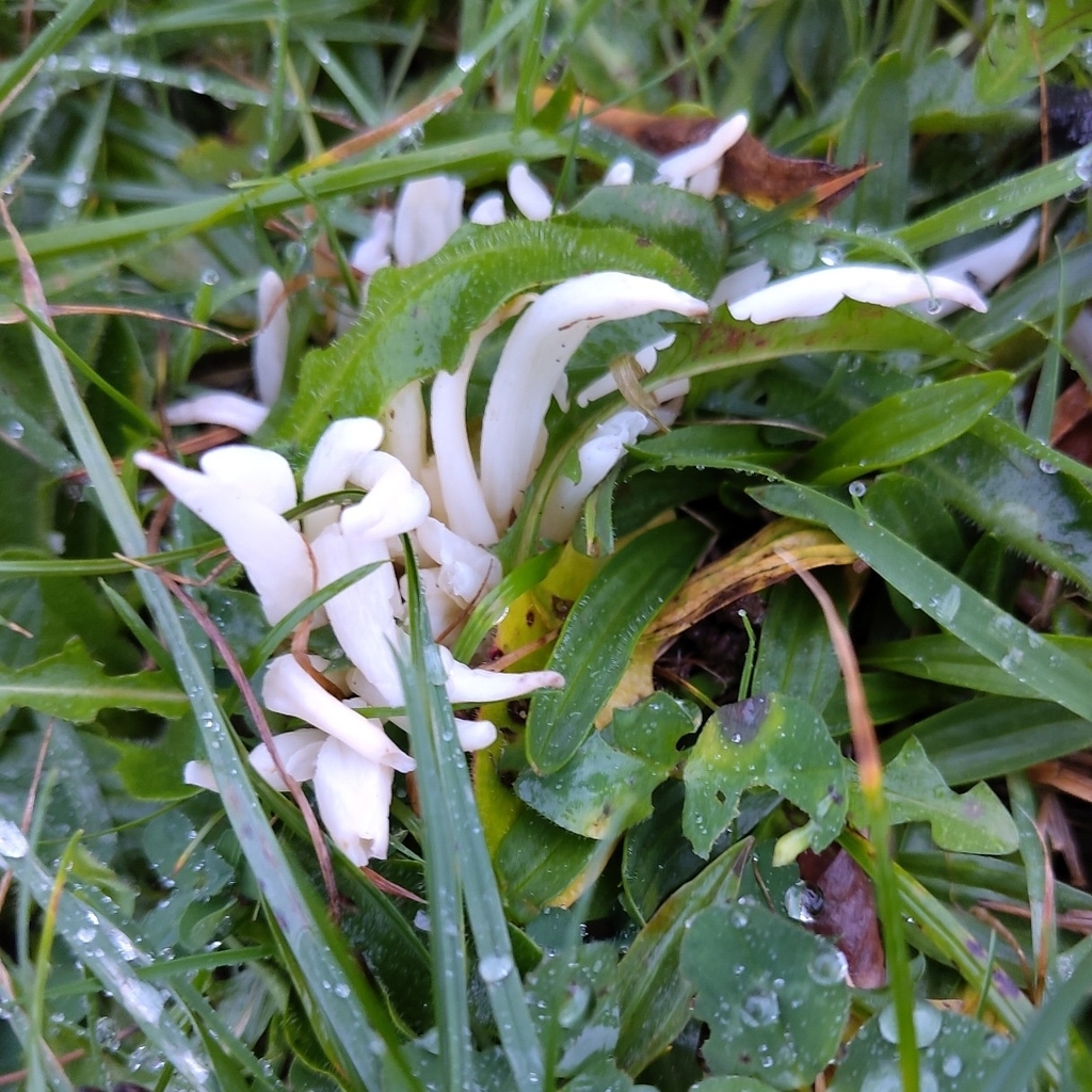 Clavaria fragilis · November 2025 · photo: © stonescottages (iNaturalist, cc-by)