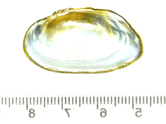 Nodularia breviconcha