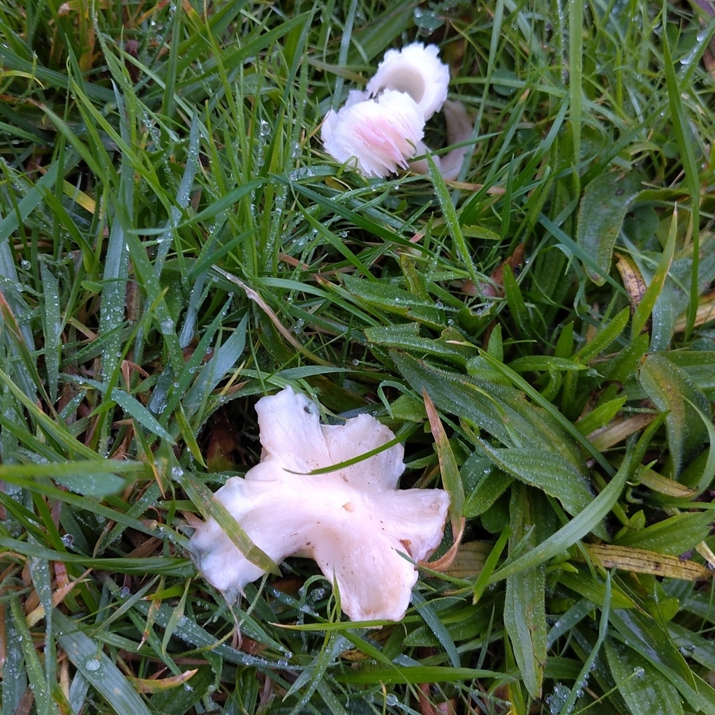 Porpolomopsis calyptriformis · November 2025 · photo: © stonescottages (iNaturalist, cc-by)