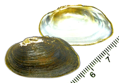 Nodularia breviconcha