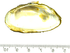 Nodularia breviconcha