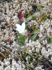 Wahlenbergia albomarginata