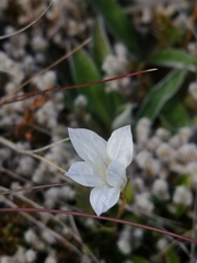 Wahlenbergia albomarginata