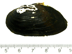 Nodularia breviconcha