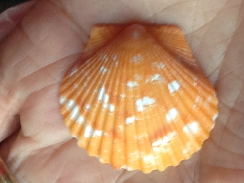 Atlantic Calico Scallop