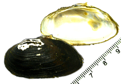 Nodularia breviconcha