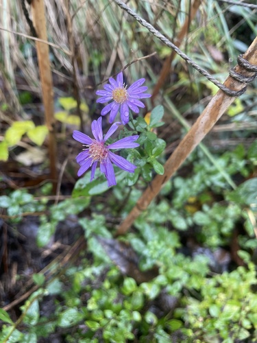 Georgia aster (Symphyotrichum georgianum)