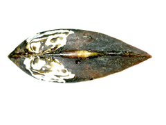 Nodularia breviconcha