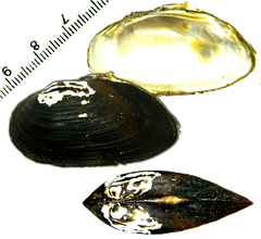 Nodularia breviconcha