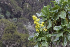 Dendrosenecio