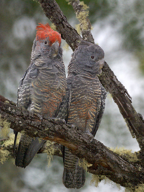 Gang-gang Cockatoo (Species with Funny English Common Names
