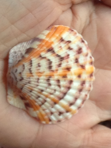 Atlantic Calico Scallop