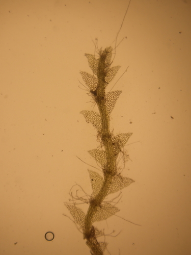 Bog Pouchwort (Calypogeia sphagnicola)