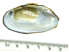 Nodularia breviconcha