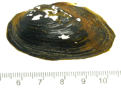 Nodularia breviconcha