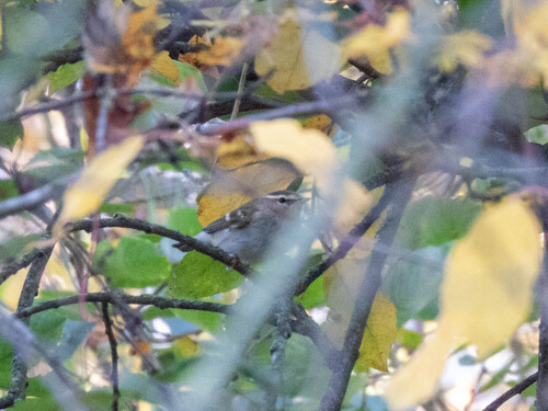 Mosquitero bilistado (Phylloscopus inornatus)