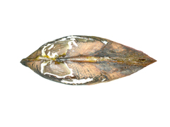 Nodularia breviconcha