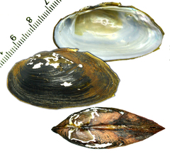 Nodularia breviconcha