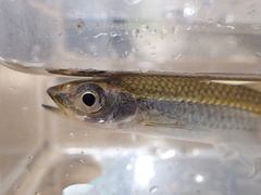 Silverstripe Shiner photo 5