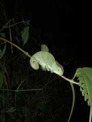 Calumma oshaughnessyi