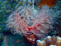 Protula bispiralis