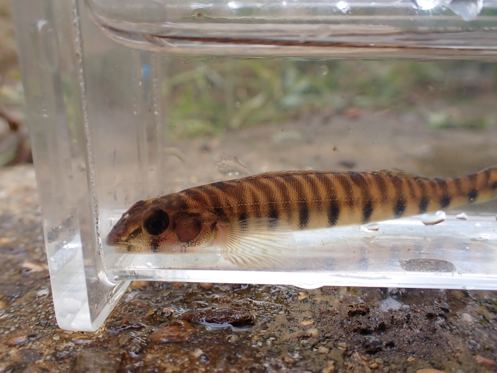 Mobile Logperch