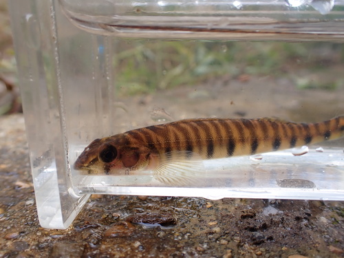 Mobile Logperch