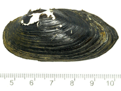 Nodularia douglasiae