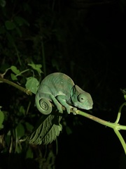 Calumma oshaughnessyi