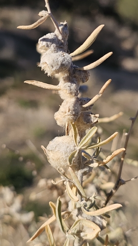 Unknown species found near X3WQ+9V Cox Canyon Trailhead, Cedar Hill, NM 87410, USA