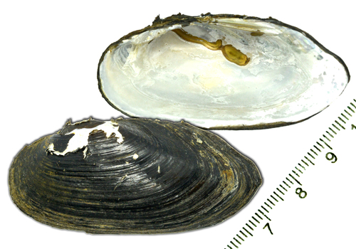 Nodularia douglasiae