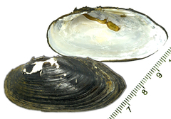 Nodularia douglasiae