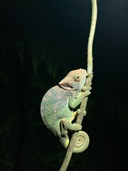 Calumma oshaughnessyi