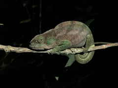Chamaeleonidae