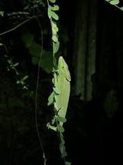 Chamaeleonidae