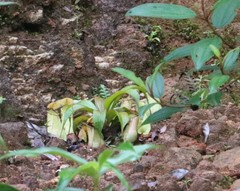 Nepenthes distillatoria