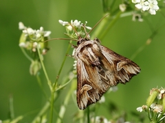 Actinotia polyodon