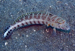 Parapercis xanthozona