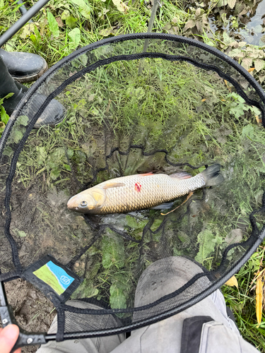 Squalius cephalus